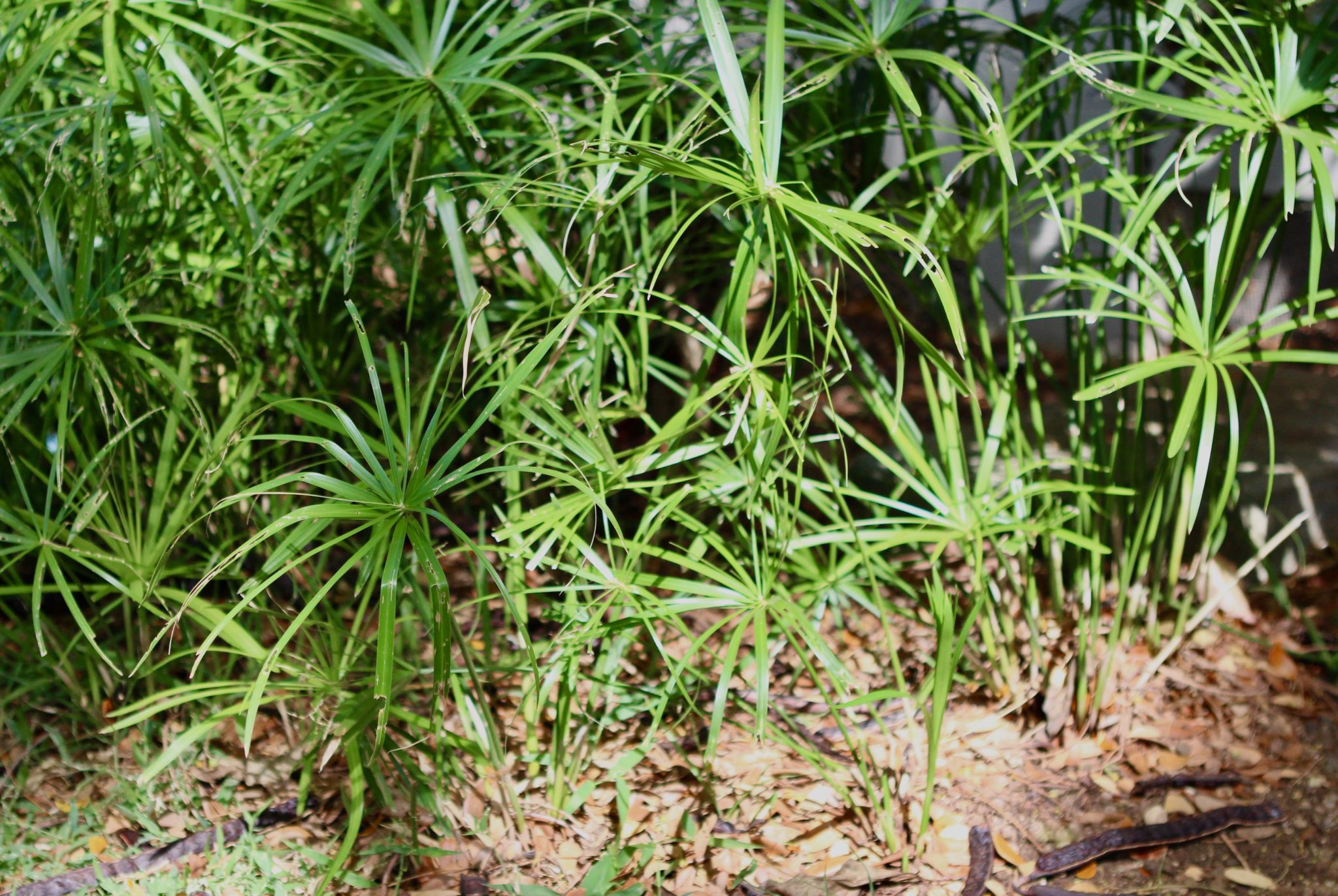 papyrus plant